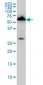 AAAS Antibody (monoclonal) (M02)