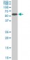 AAAS Antibody (monoclonal) (M02)