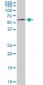 AAAS Antibody (monoclonal) (M02)