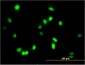 AATF Antibody (monoclonal) (M04)