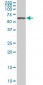 AATF Antibody (monoclonal) (M04)