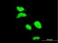 AATF Antibody (monoclonal) (M09)