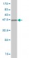 AATF Antibody (monoclonal) (M09)