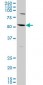 AATF Antibody (monoclonal) (M09)