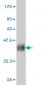 ABCC2 Antibody (monoclonal) (M01)