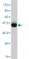 ABCC4 Antibody (monoclonal) (M03)