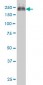 ABCC4 Antibody (monoclonal) (M03)