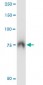 ABCF2 Antibody (monoclonal) (M01)