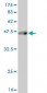 ABCF2 Antibody (monoclonal) (M01)