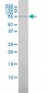 ABCF2 Antibody (monoclonal) (M01)