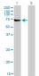 ABCF2 Antibody (monoclonal) (M01)