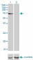 ABCF2 Antibody (monoclonal) (M01)