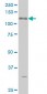 ABL2 Antibody (monoclonal) (M09)