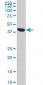 ACAA2 Antibody (monoclonal) (M05)