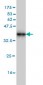 ACBD3 Antibody (monoclonal) (M01)