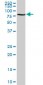 ACBD3 Antibody (monoclonal) (M01)