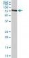 ACBD3 Antibody (monoclonal) (M01)