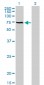 ACBD3 Antibody (monoclonal) (M01)