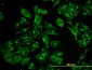 ACBD3 Antibody (monoclonal) (M01)