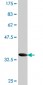 ACBD3 Antibody (monoclonal) (M02)