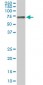 ACBD3 Antibody (monoclonal) (M02)