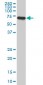 ACBD3 Antibody (monoclonal) (M02)