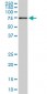 ACBD3 Antibody (monoclonal) (M02)