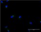 ACBD3 Antibody (monoclonal) (M02)