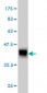 ACE Antibody (monoclonal) (M01)