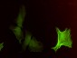 ACTA2 Antibody (monoclonal) (M02)