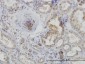 ACTR2 Antibody (monoclonal) (M01)