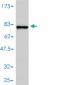 ACTR2 Antibody (monoclonal) (M01)
