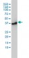 ACTR2 Antibody (monoclonal) (M01)