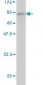 ACTR3 Antibody (monoclonal) (M02)