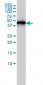 ACTR3 Antibody (monoclonal) (M02)