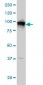 ADAM9 Antibody (monoclonal) (M01)