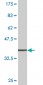 ADAMDEC1 Antibody (monoclonal) (M01)