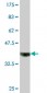 ADAMDEC1 Antibody (monoclonal) (M03)