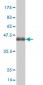 ADAMTS2 Antibody (monoclonal) (M03)