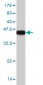 ADAMTS8 Antibody (monoclonal) (M01)