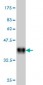 ADCYAP1R1 Antibody (monoclonal) (M01)