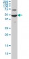 ADCYAP1R1 Antibody (monoclonal) (M01)