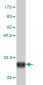 ADRA1A Antibody (monoclonal) (M01)