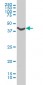 ADRA1A Antibody (monoclonal) (M01)