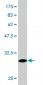 ADRA1A Antibody (monoclonal) (M02)