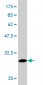 ADRA1A Antibody (monoclonal) (M02)