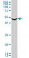 ADRA1A Antibody (monoclonal) (M02)