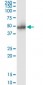 ADRM1 Antibody (monoclonal) (M01)