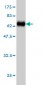 ADRM1 Antibody (monoclonal) (M01)