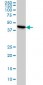 ADRM1 Antibody (monoclonal) (M01)